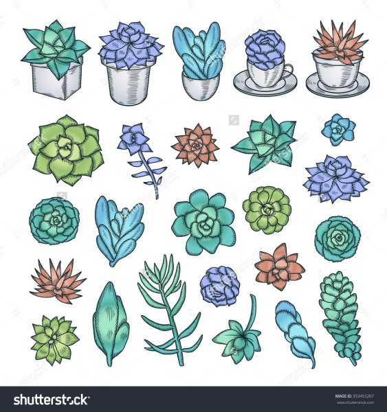 Суккулент эскиз