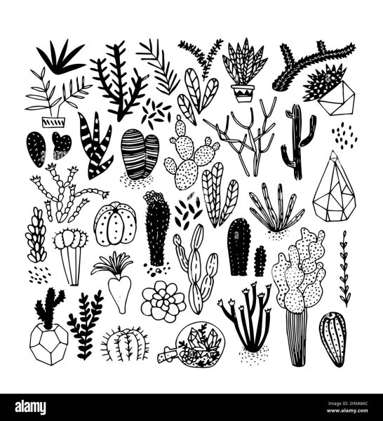 Суккуленты контур