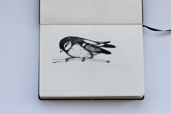 Птица черной ручкой