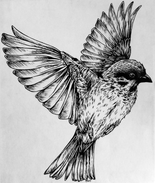 Птицы в графике