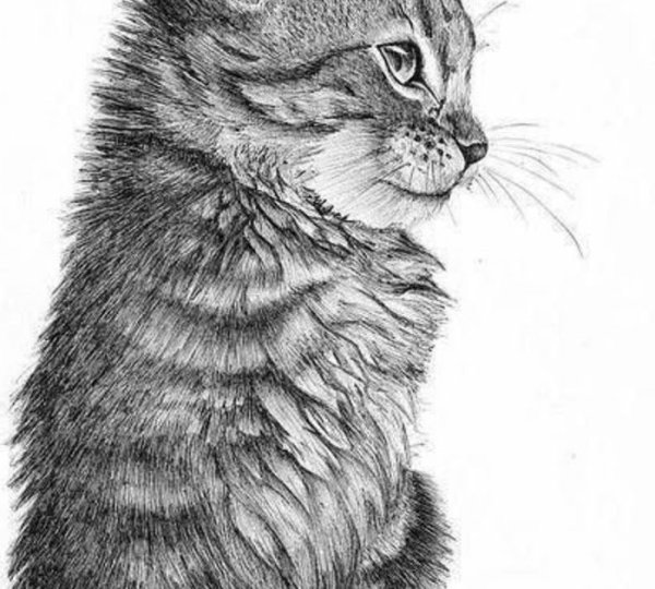 Кот черной гелевой ручкой