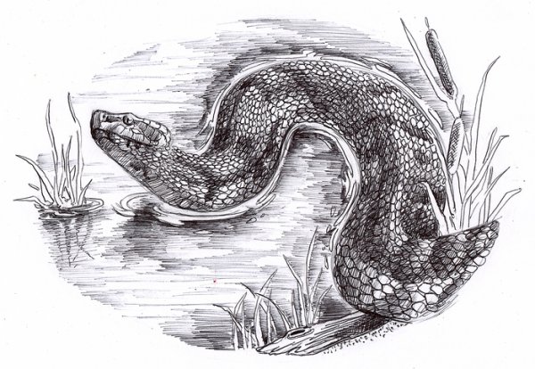 Рисунок змеи ручкой