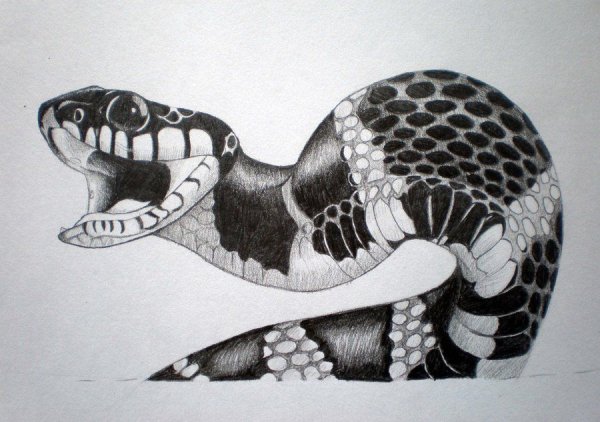 Голова змеи эскиз