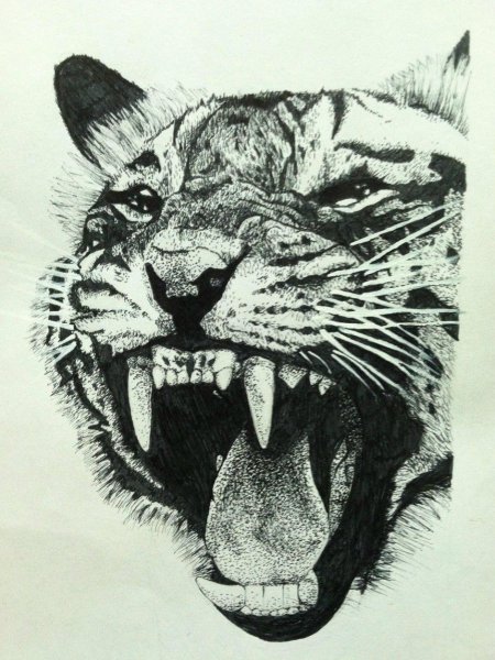 Тигр рисунок черной ручкой