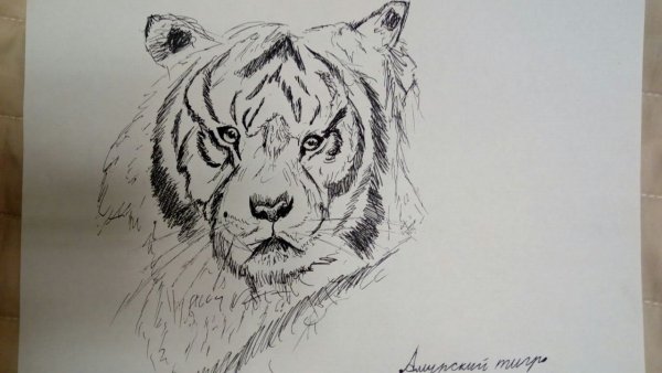 Тигр гелевой ручкой