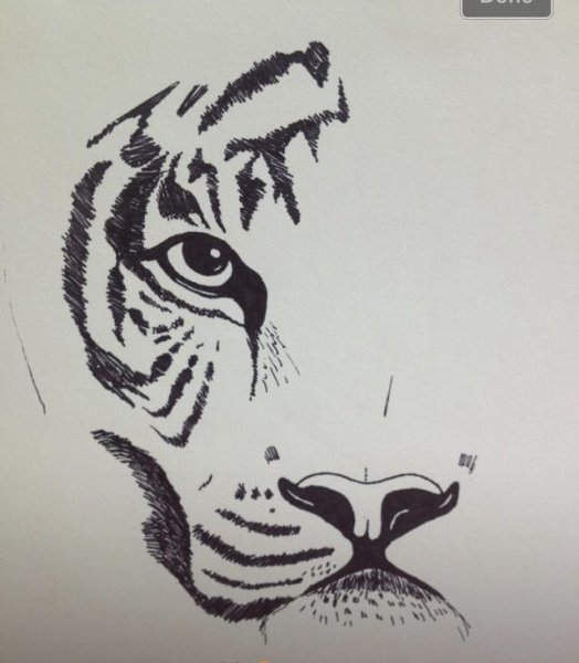 Лев гелевой ручкой