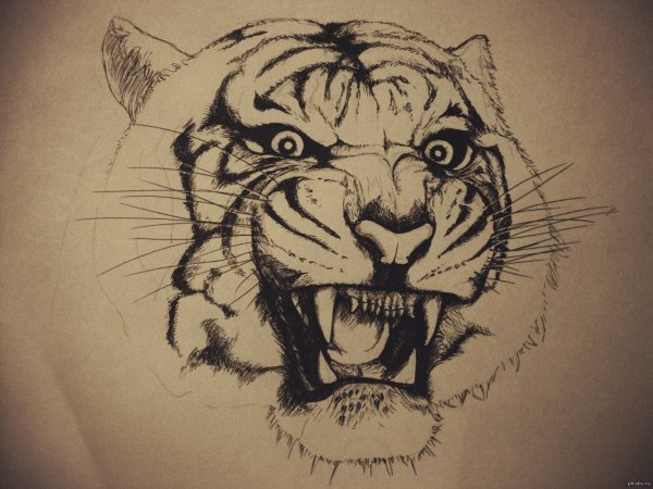 Тигр черной ручкой