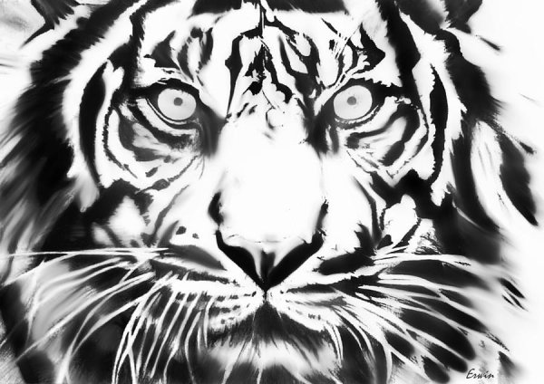 Тату тигра чёрной ручкой