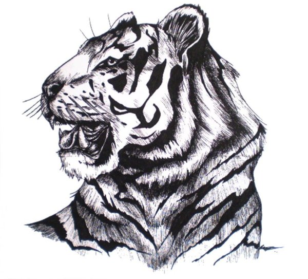 Тигр нарисованный ручкой