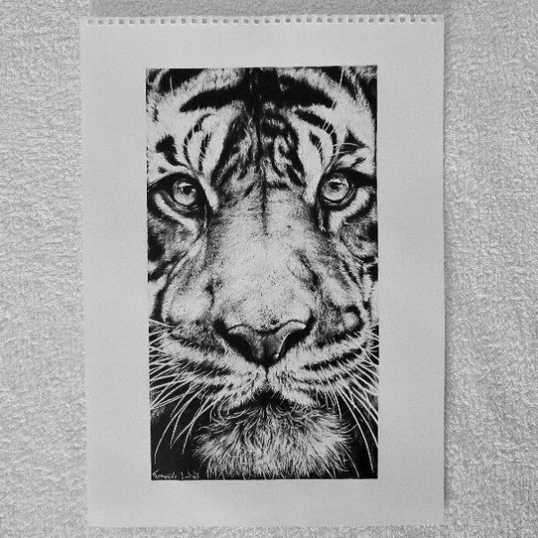 Красивый рисунок тигра карандашом