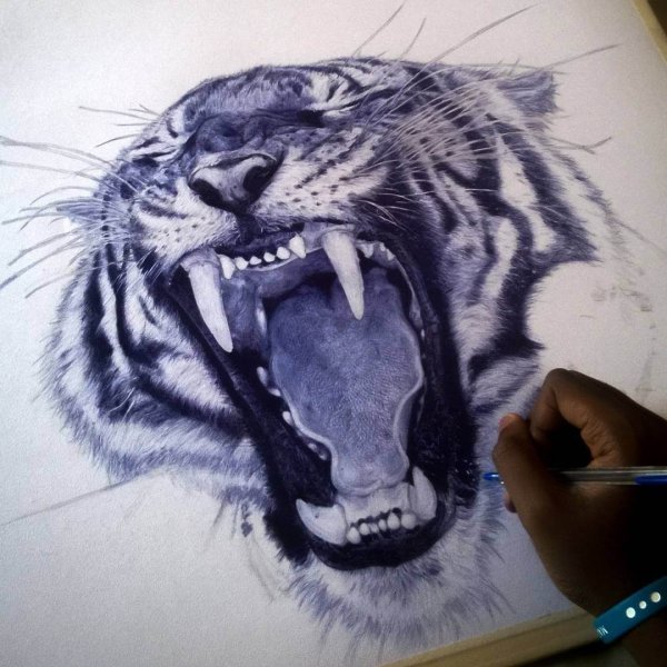 Эскиз тигра