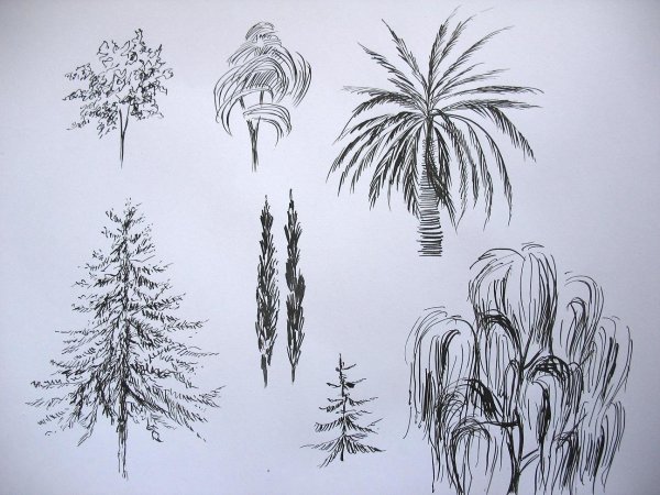 Дерево рисунок карандашом