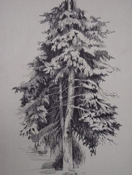 Сосна тушью