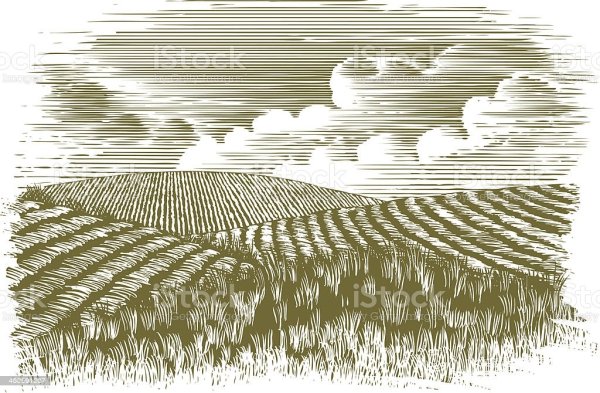 Поле Графика