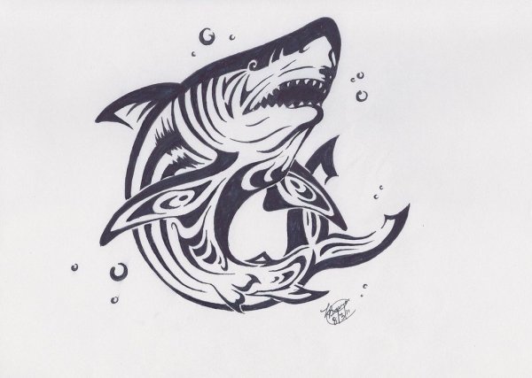 Тату акула эскиз для мужчин