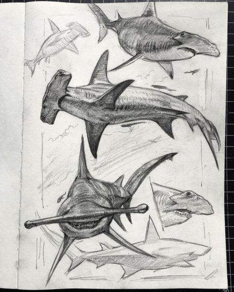 Акула скетч эскиз