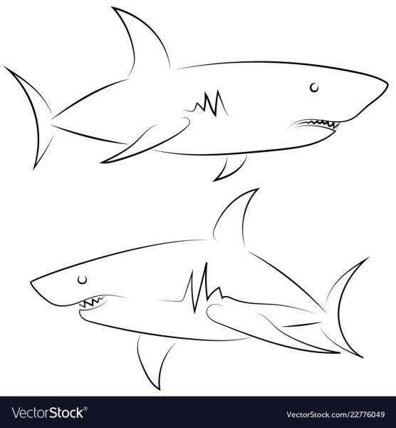 Эскиз акулы одной линией