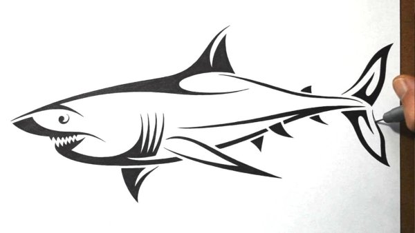 Акула черным маркером