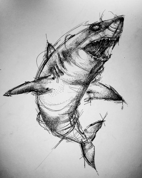 Акула эскиз