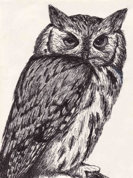 Сова черной гелевой ручкой