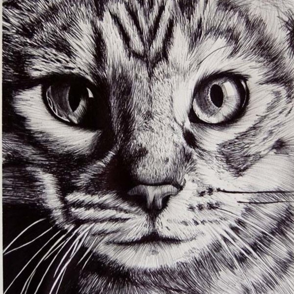 Кот черной гелевой ручкой