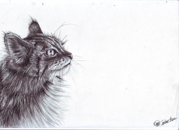 Кот черной гелевой ручкой