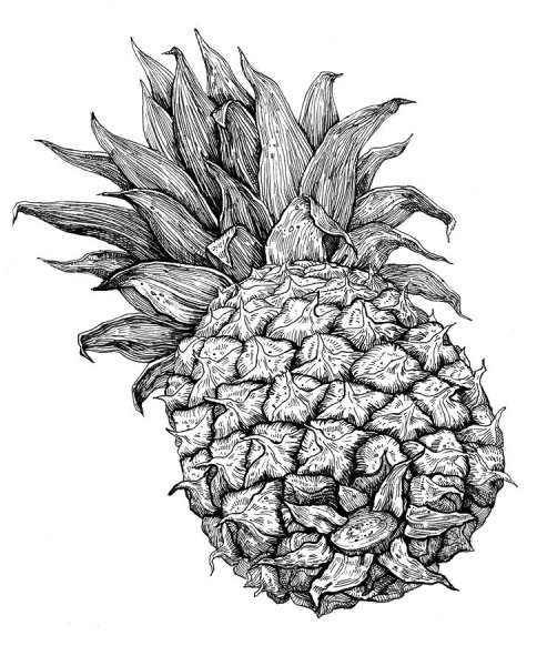 Рисунок ананаса для срисовки