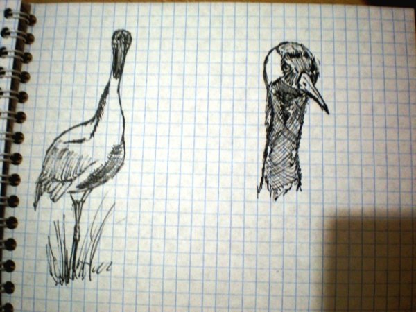 Рисование по клеточкам гелевой ручкой