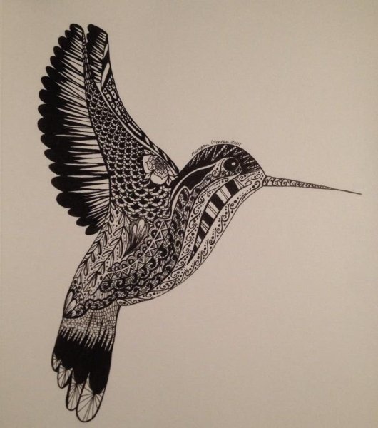 Колибри рисунок Зентангл