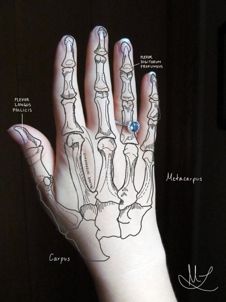 Кости на руке ручкой