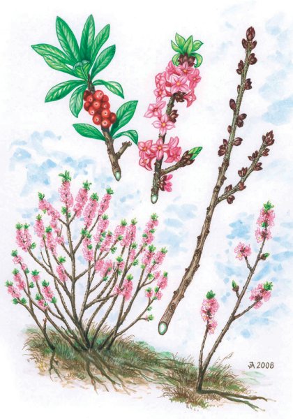 Ягода Волчье лыко раскраска