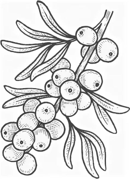 Волчье лыко Ботаническая