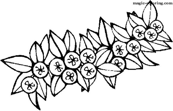 Волчье лыко контур