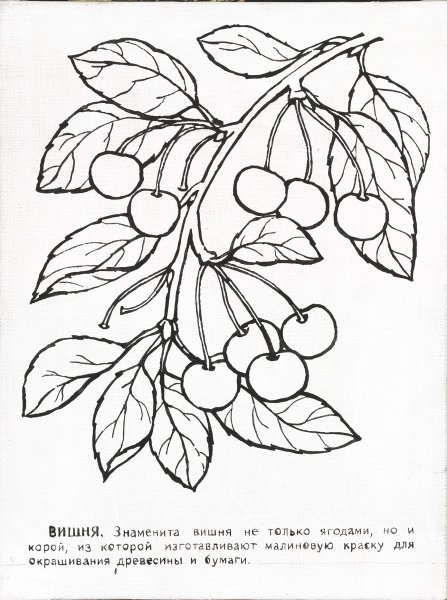 Ядовитые ягоды раскраска Волчье лыко