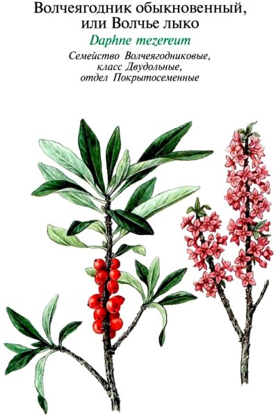 Волчье лыко в черно белом