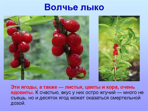 Волчье лыко