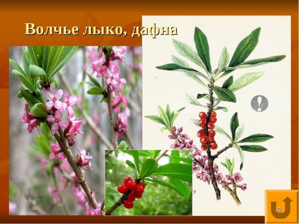 Ягода Волчье лыко раскраска