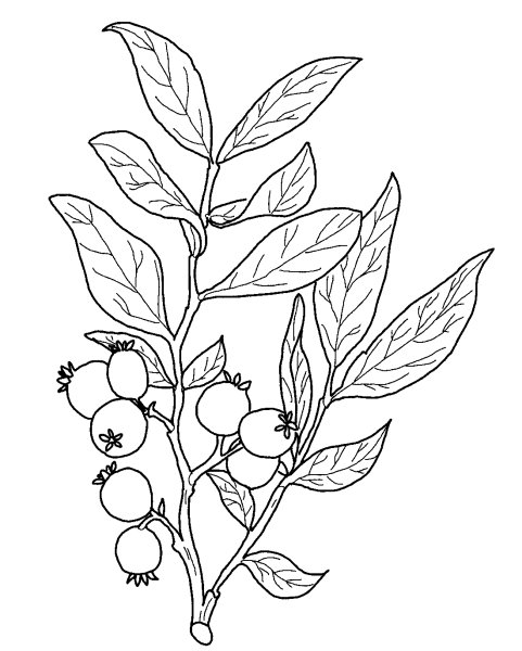 Волчье лыко в черно белом