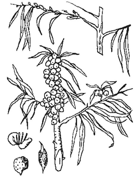 Волчье лыко