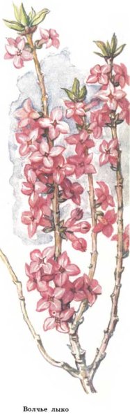 Рисунок ягоды Волчье лыко