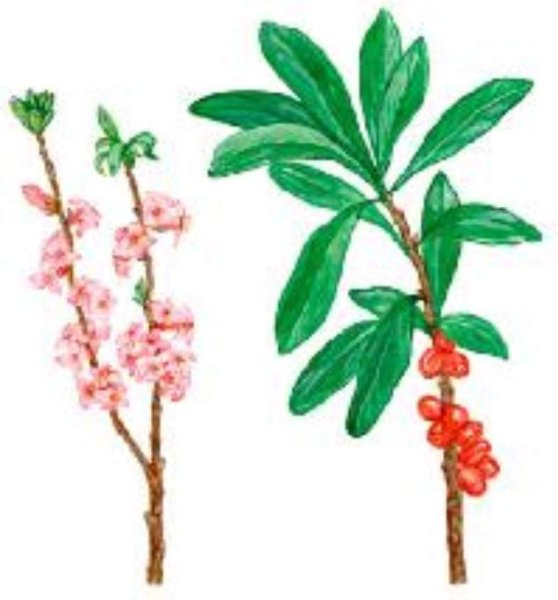 Лох узколистный Ботанический рисунок