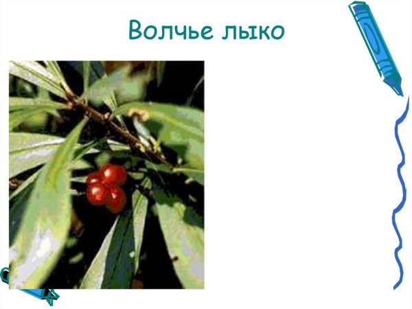 Волчье лыко в черно белом