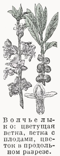 Волчье лыко рисунок