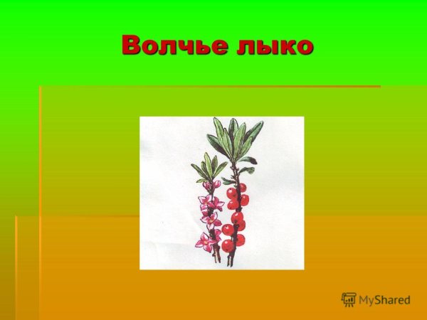 Раскраски ядовитые растения для детей