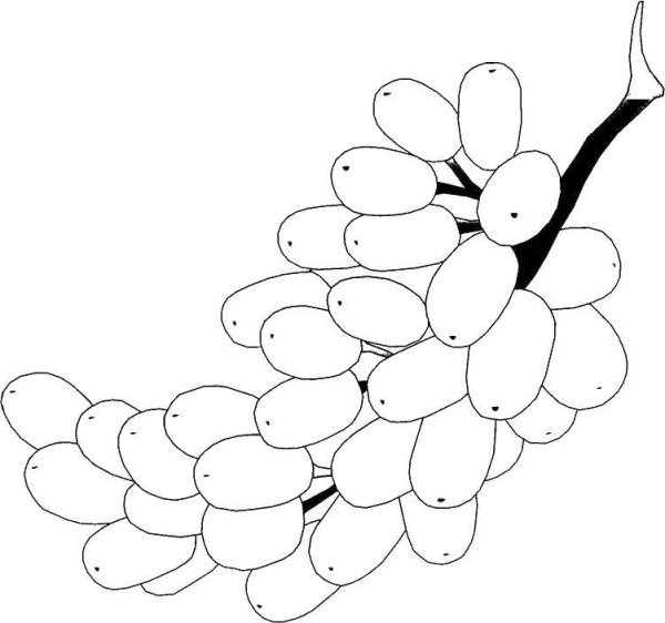 Ягода винограда раскраска