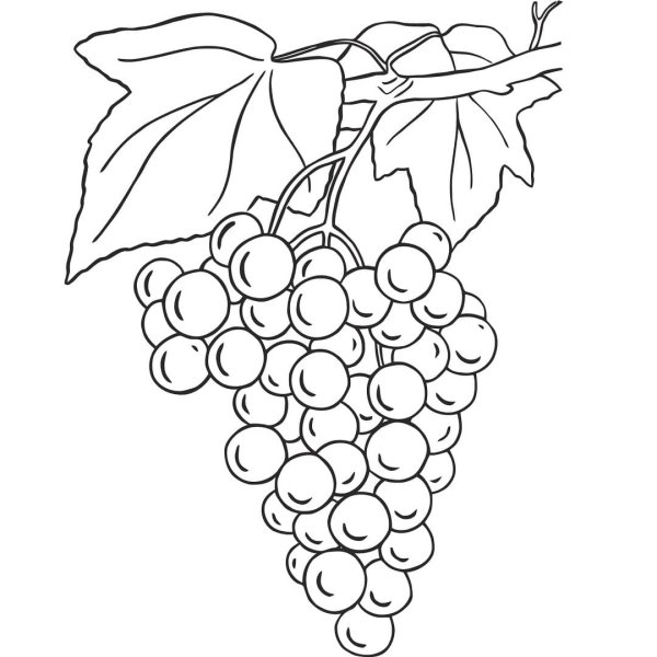 Виноград раскраска