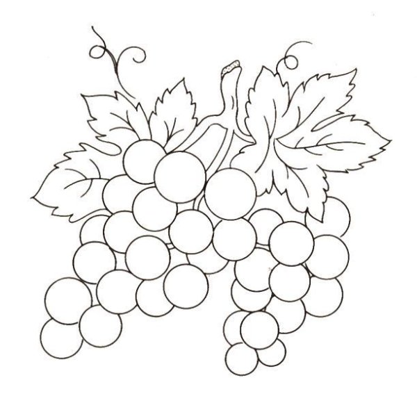 Эскиз виноградной лозы для вышивки гладью