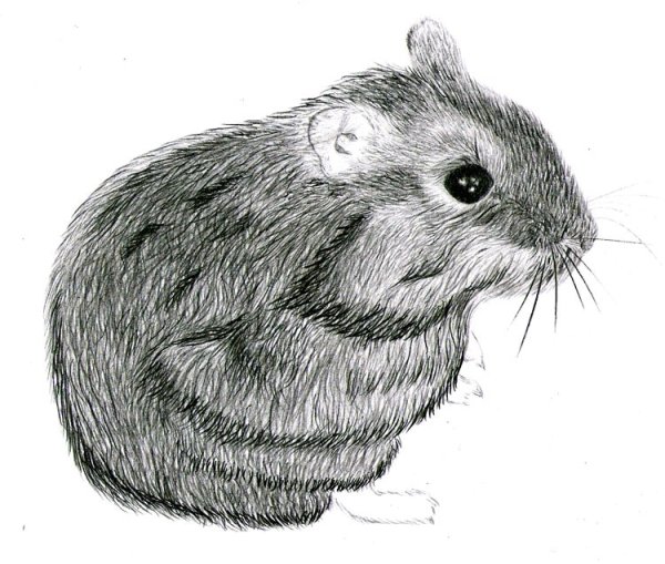 Джунгарский хомячок рисунок