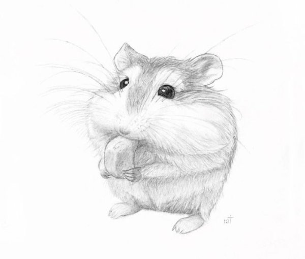 Раскраски хомяки джунгарики