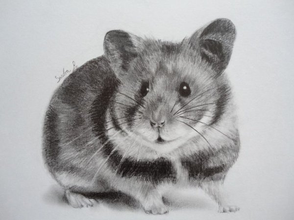 Набросок хомяка джунгарика